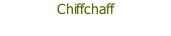 Chiffchaff