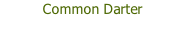 Common Darter