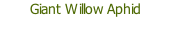 Giant Willow Aphid