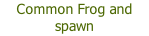 Common Frog and spawn